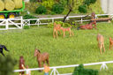 RM2A0204a_DxO.jpg
